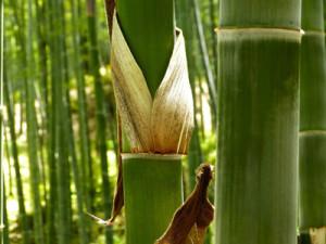 Bambusa Arundinacea (Vanshlochan)